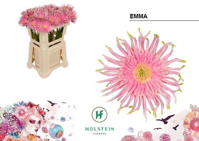 Гербера Пастини Эмма, шт.