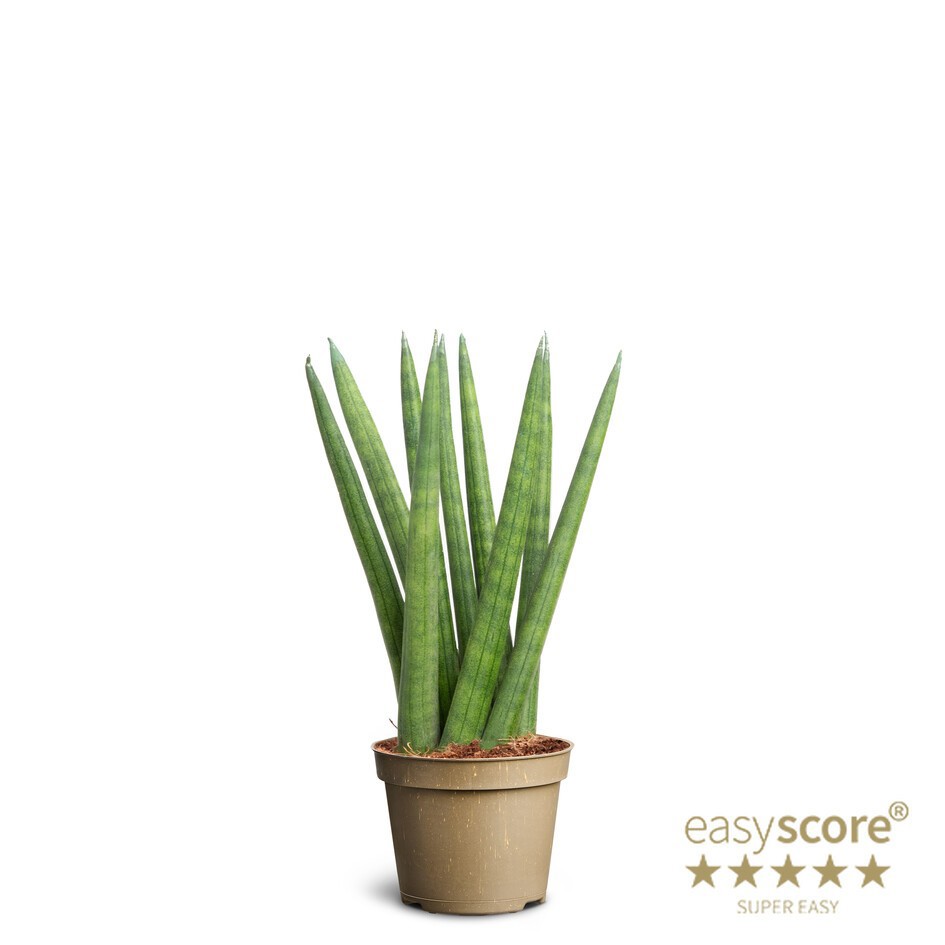 SANSEVIERIA CYLINDRICA 'Spaghetti', D 6 cm