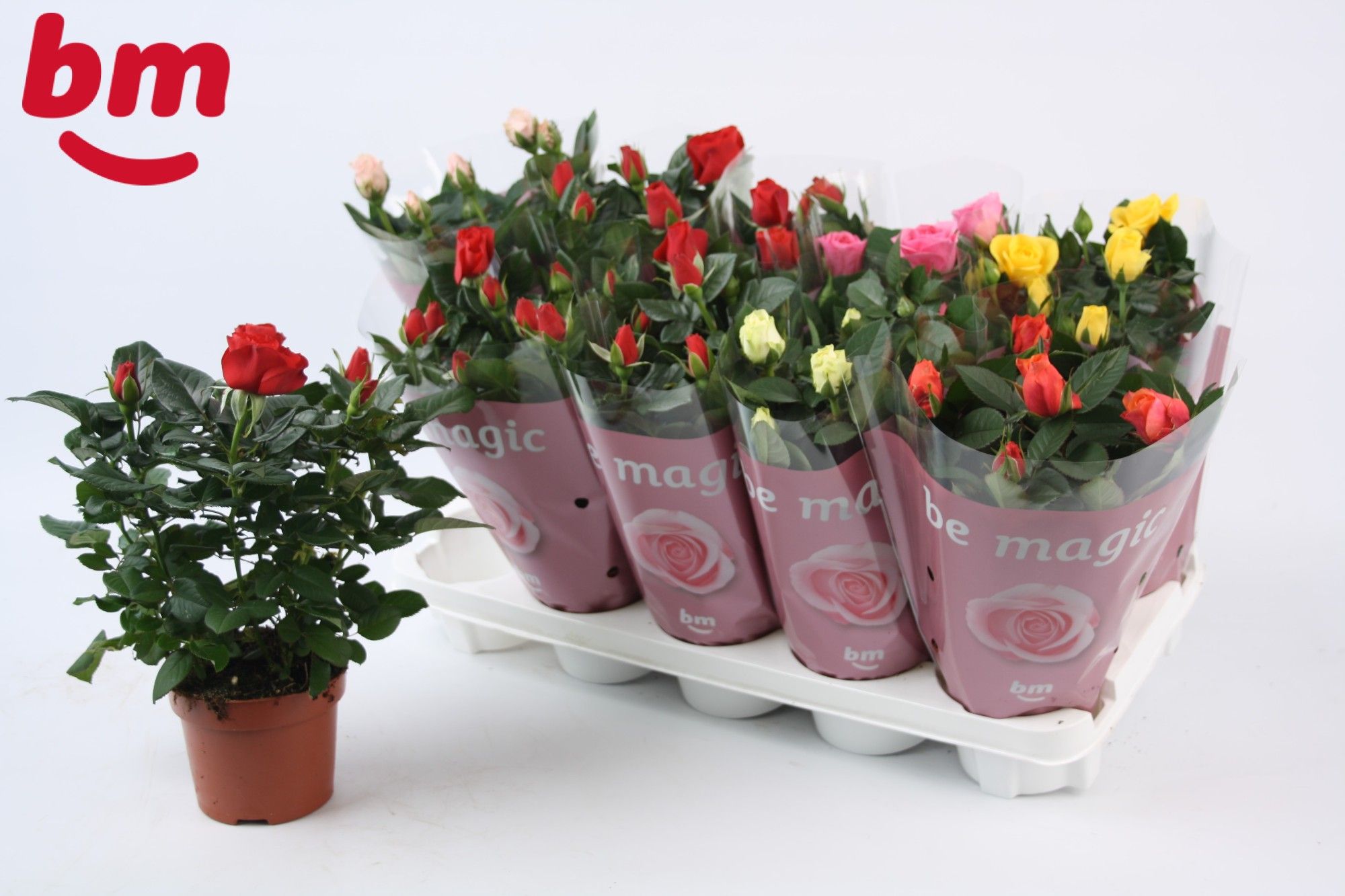 Rosa Tray gemengd met 50% rood 12 cm, D 12 cm Rosa Tray gemengd met 50% rood 12 cm, D 12 cm