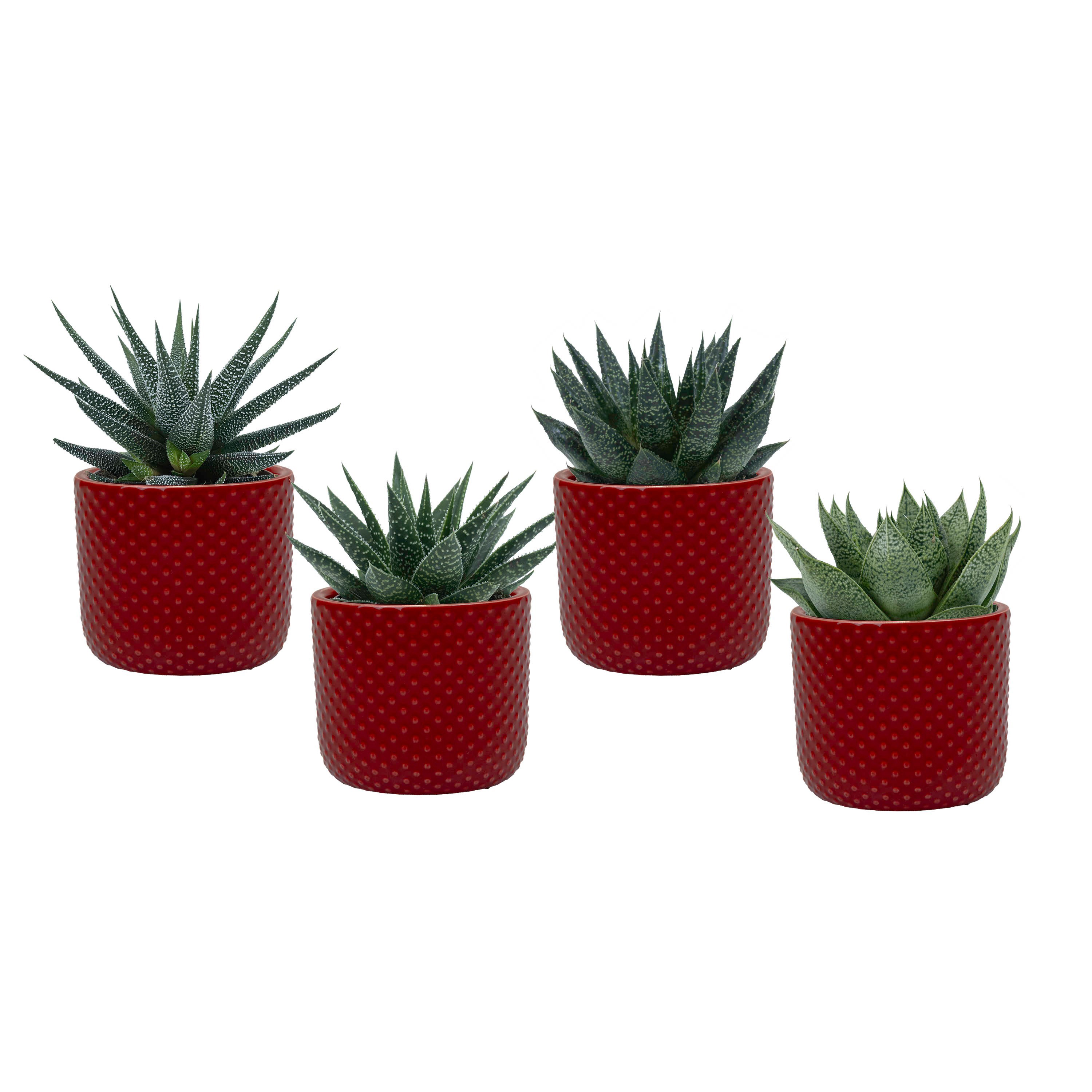 Darwin Red with Succulent mix, D 6