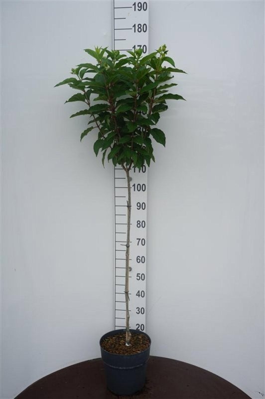 Hydrangea pan. 'Phantom', D 29