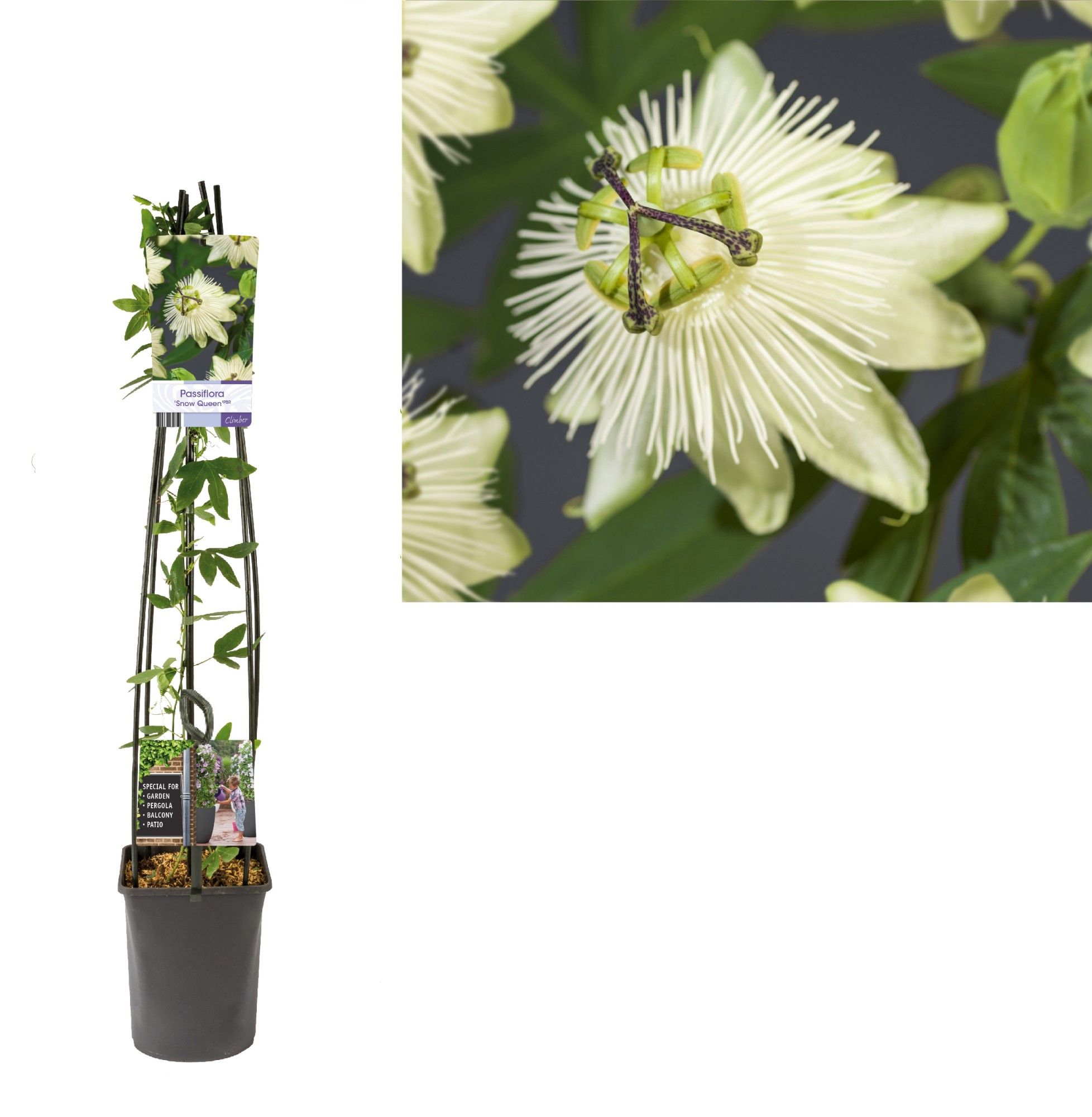 Passiflora 'Snow Queen' PBR +Light label, D 23