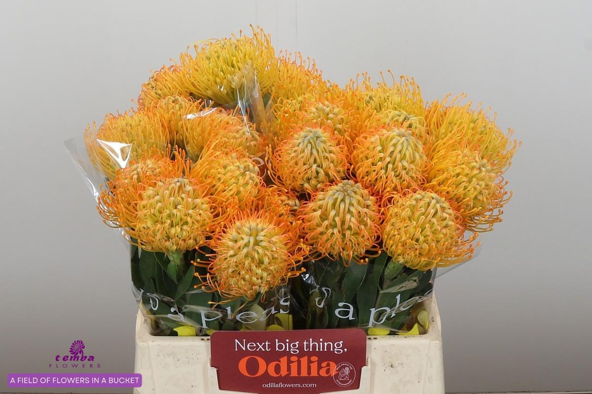 Нутанс Елена 40, шт.