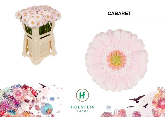 Гермини Кабаре, шт.