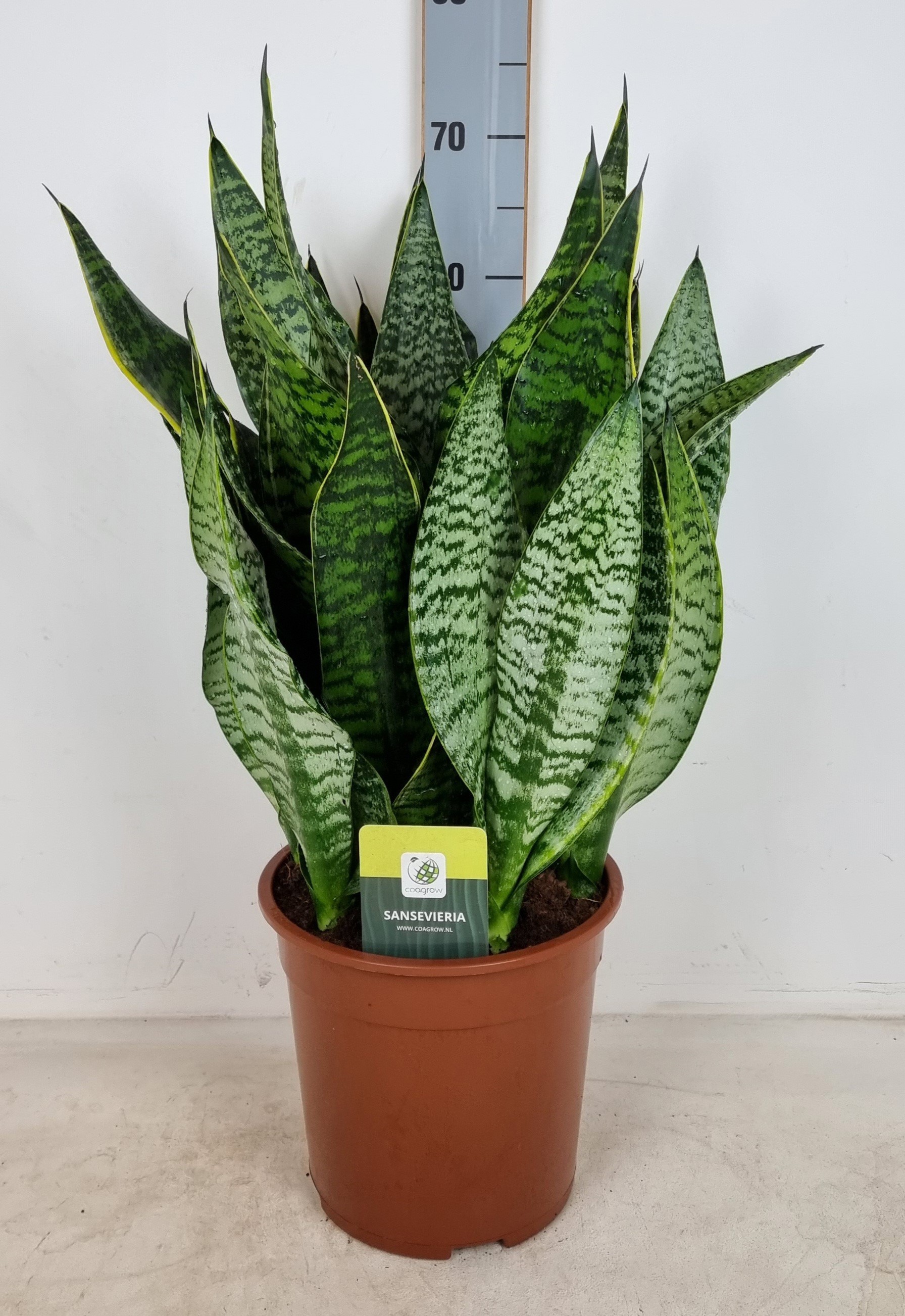 Sansevieria trifasciata 'Golden Edge' XL, D 24
