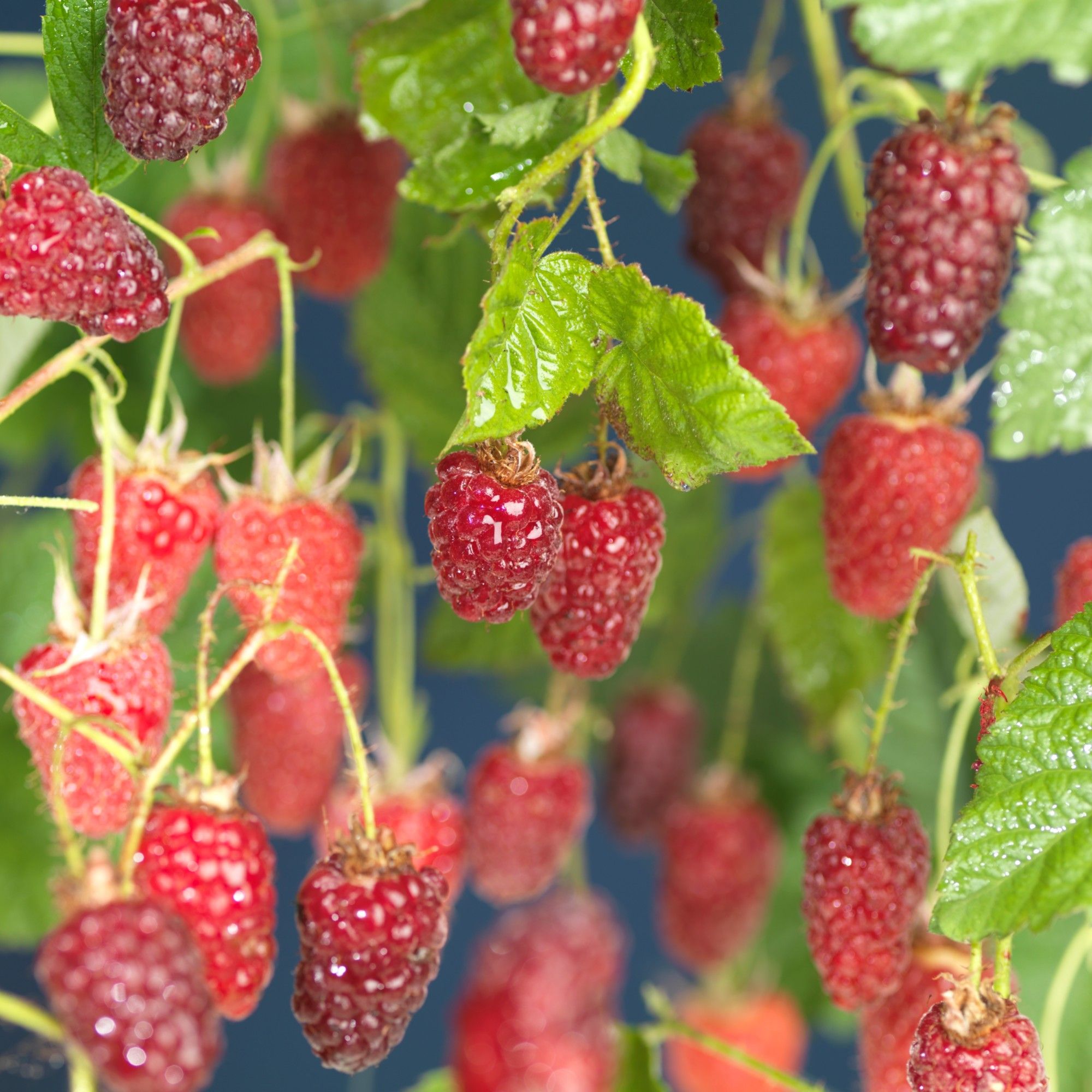 Rubus 'Tayberry' +3.0 label, D 15