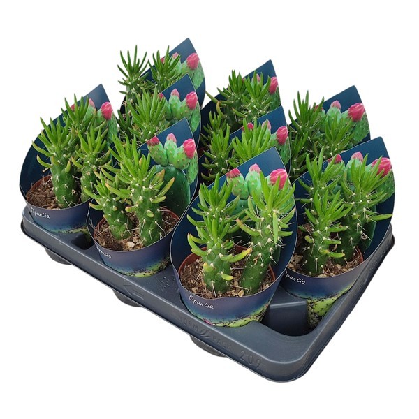 OPUNTIA SUBULATA - POT Ø 10,5 WITH POTCOVER (CACTUS), D 10,5