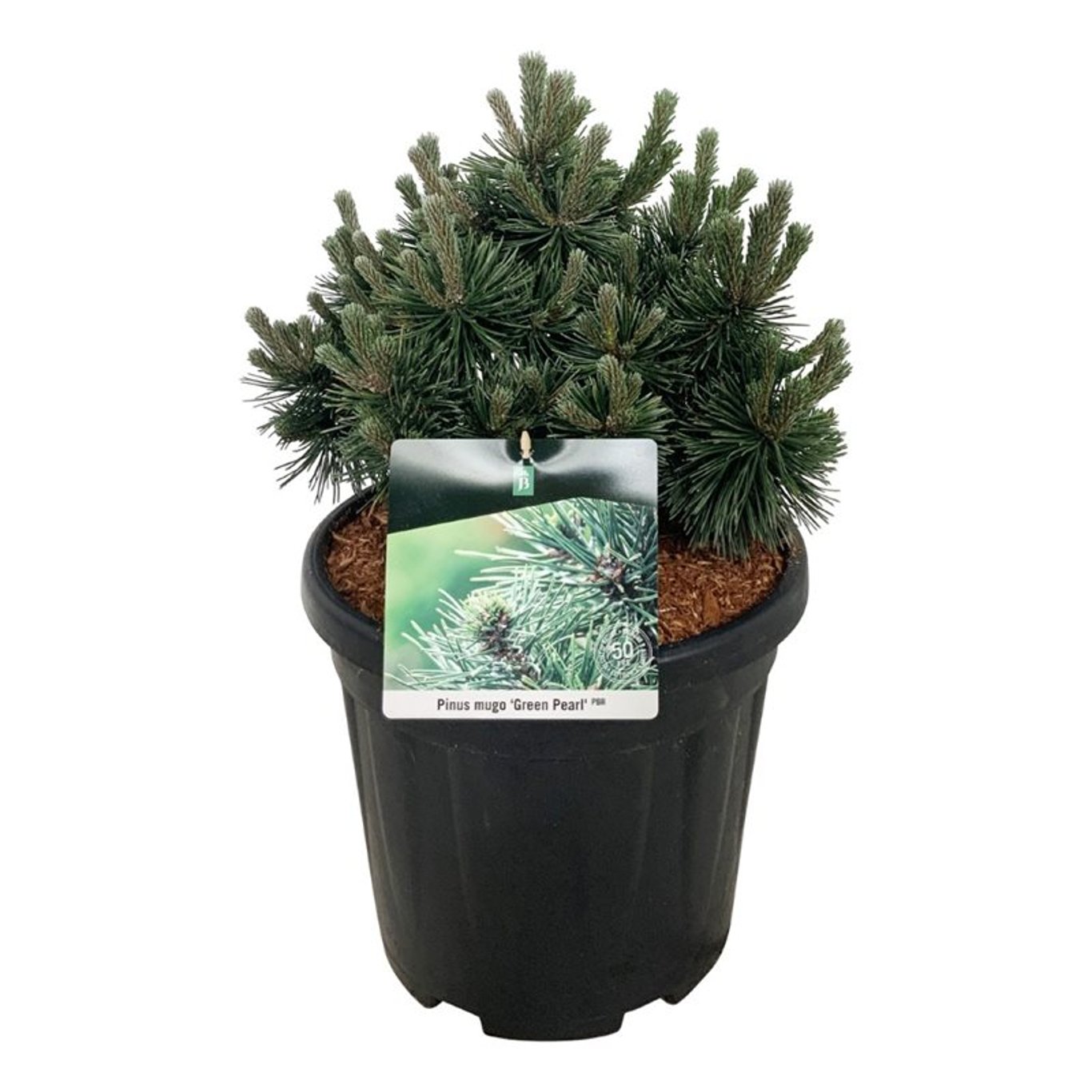 Pinus mugo 'Green Pearl', D 32