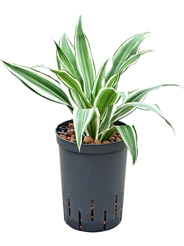 Dracaena deremensis 'White Jewel', D 15