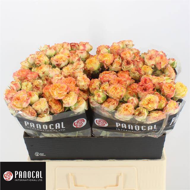 Роза куст. Шоу Флоу 60, шт.