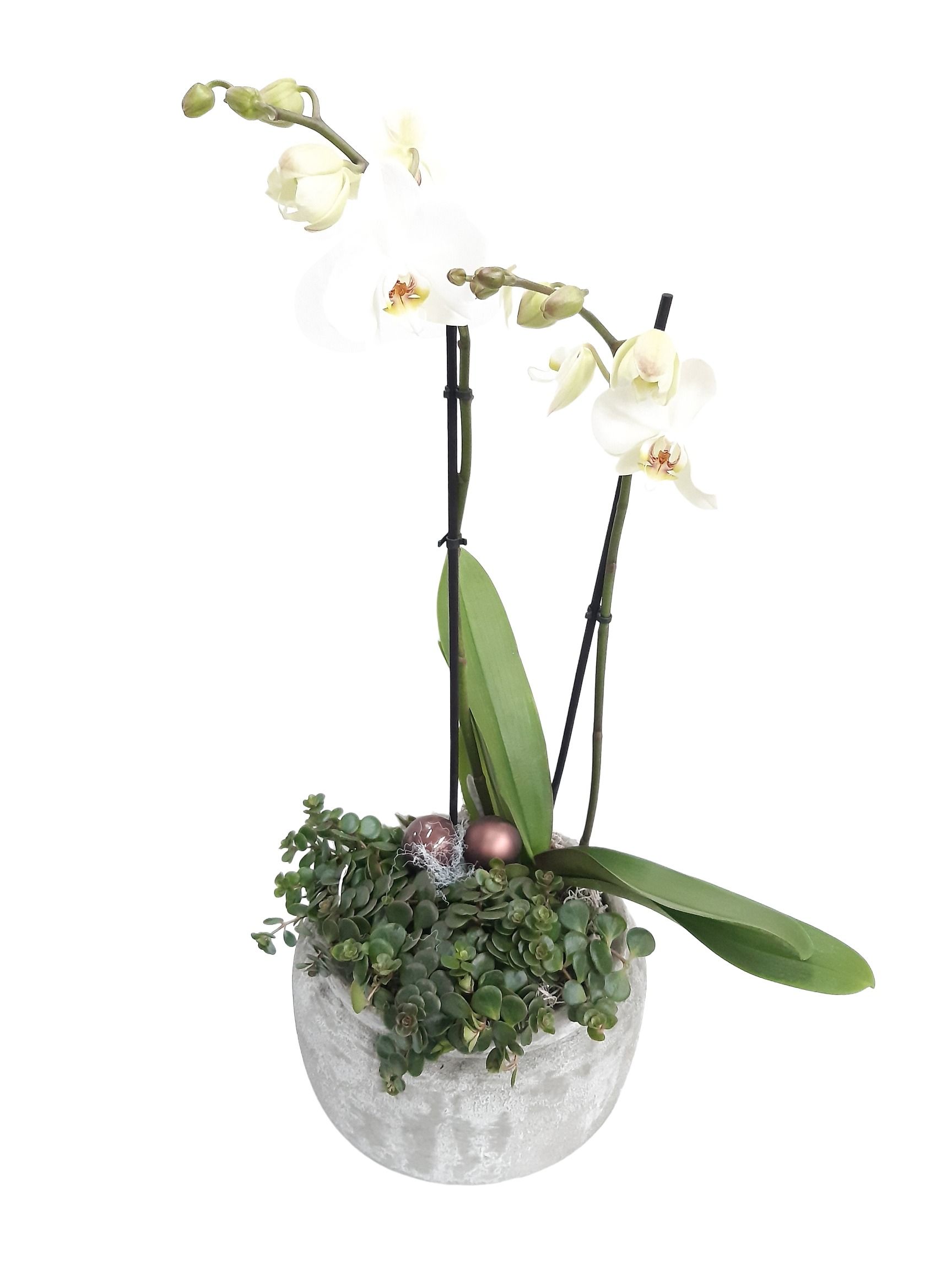 RGB24PHKST Rude Bowl Grey Phal + Sedum Tornado Kerst deco, D 24 cm RGB24PHKST Rude Bowl Grey Phal + Sedum Tornado Kerst deco, D 24 cm