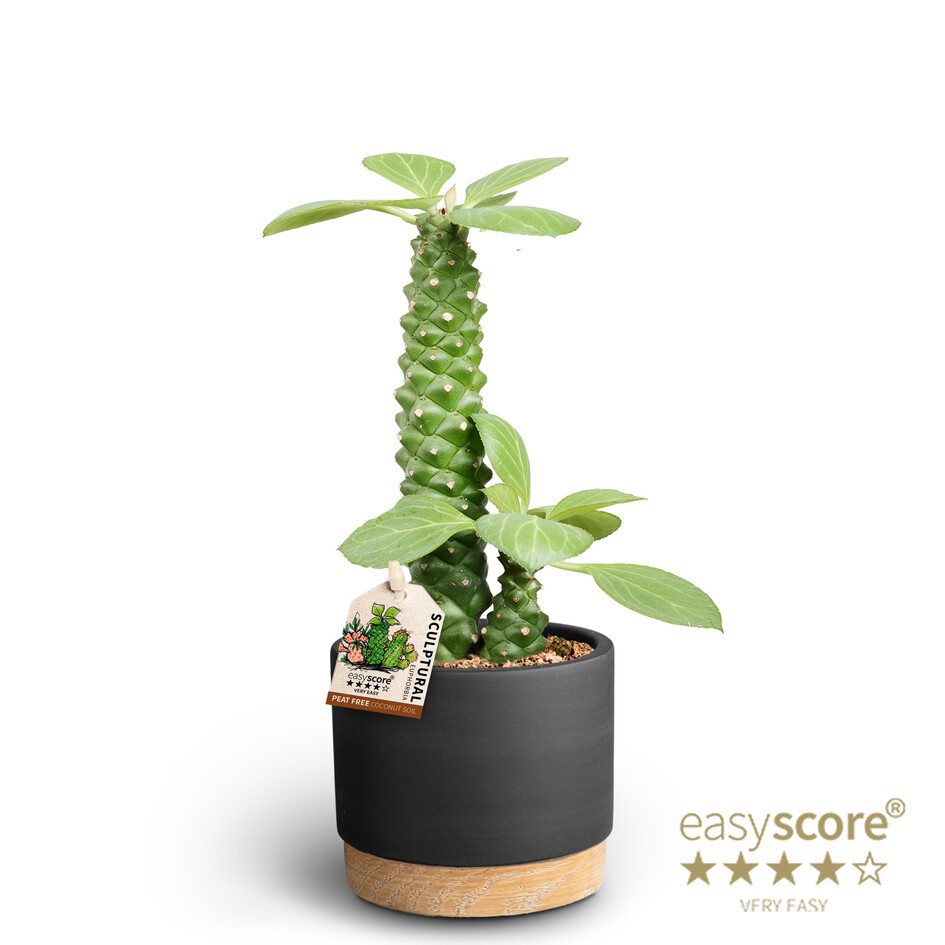 Woodbase Liquprice, Euphorbia rithciei ´Sculpture´, D 10