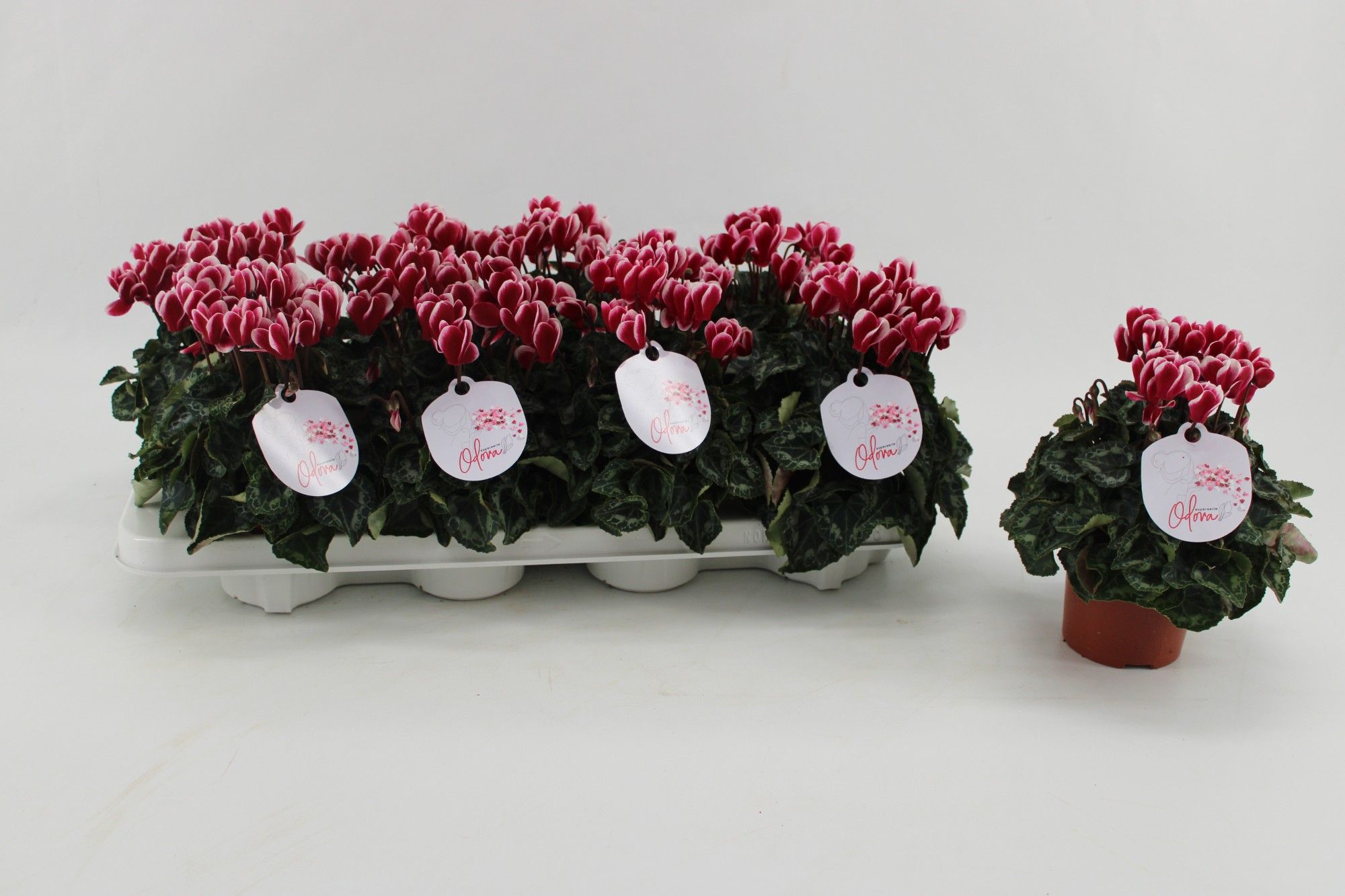 Cyclaam Odora Wine Red, D 10,5 cm