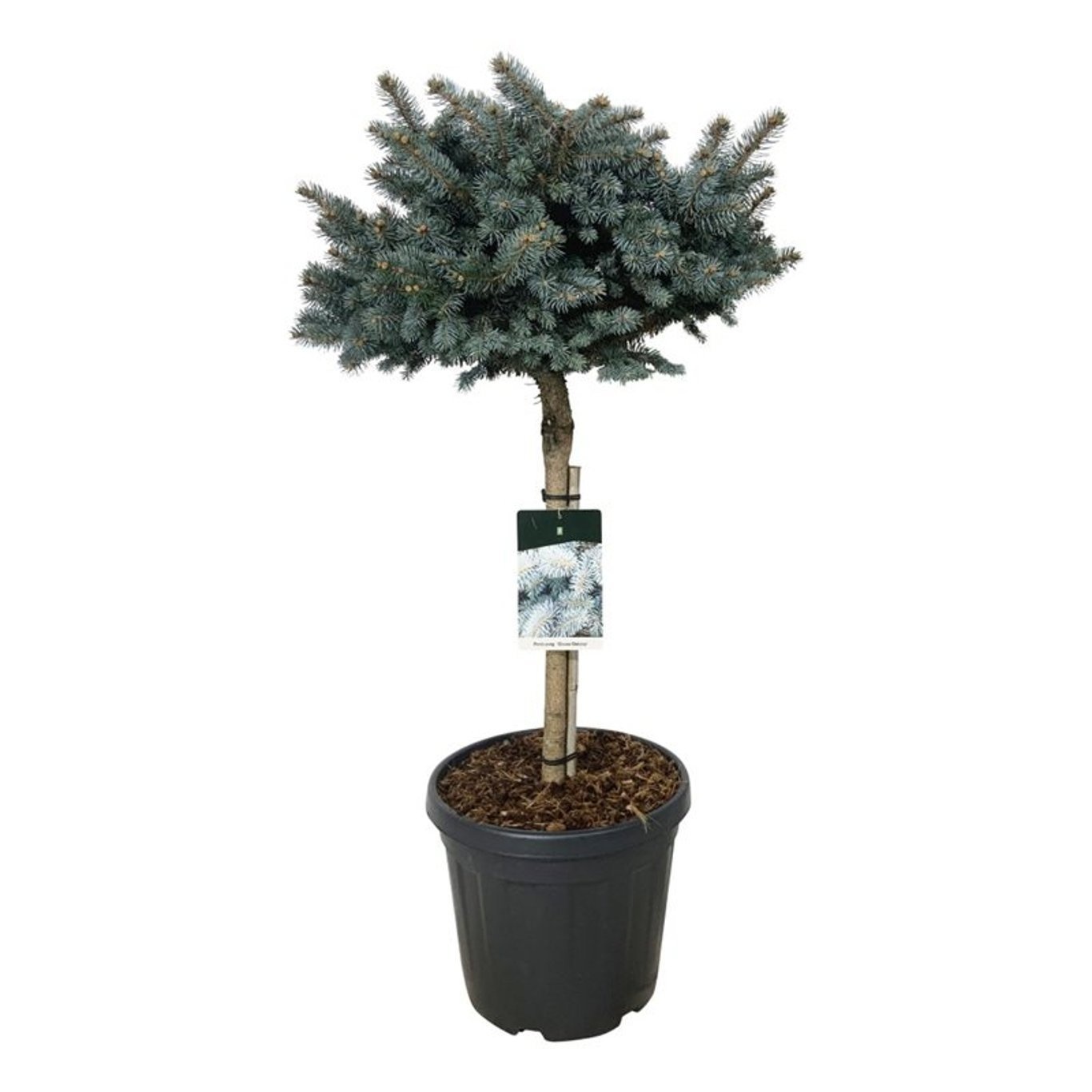 Picea pung. 'Glauca Globosa', D 40