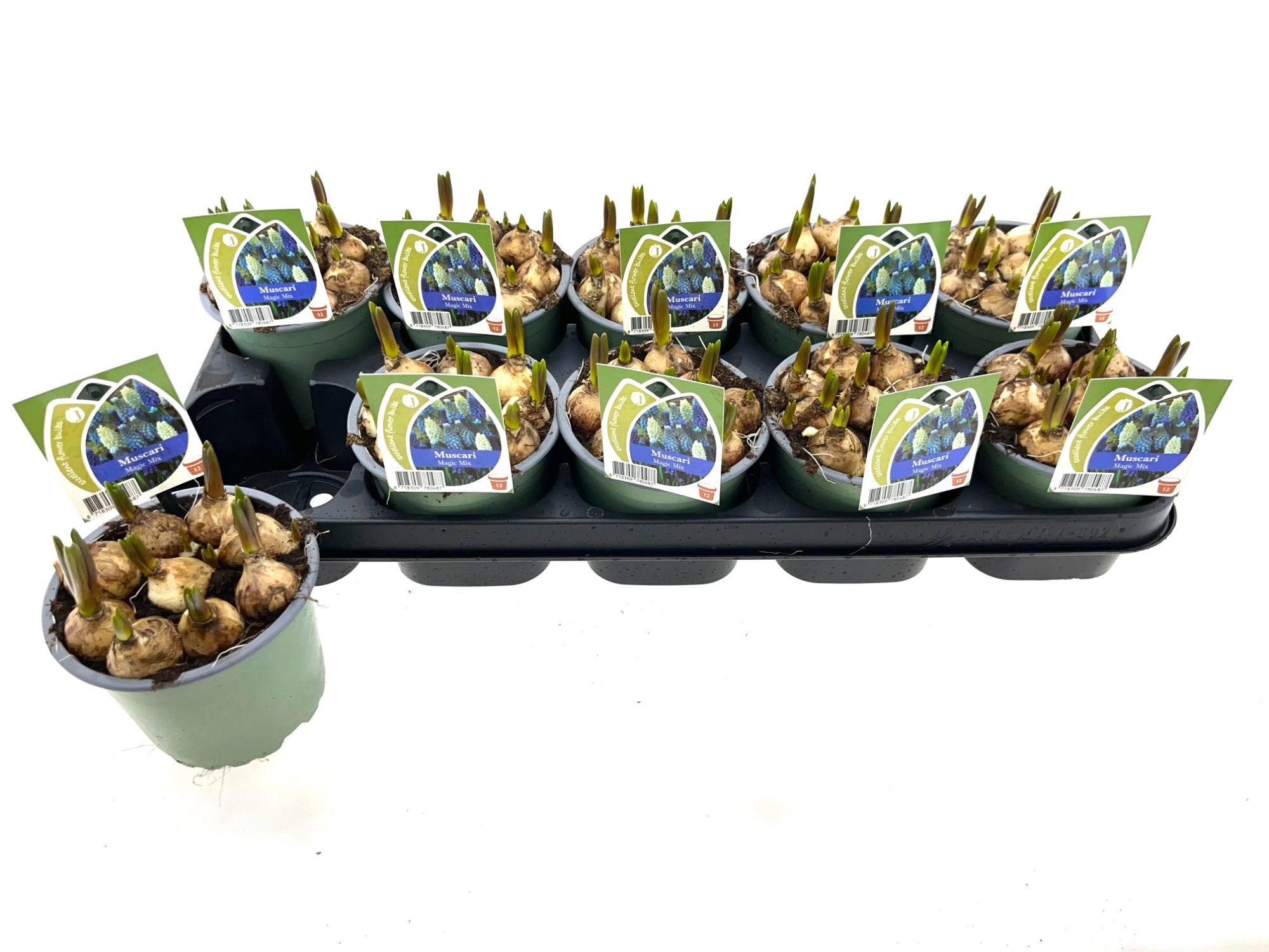 Muscari Magic Mix 12 cm, D 12