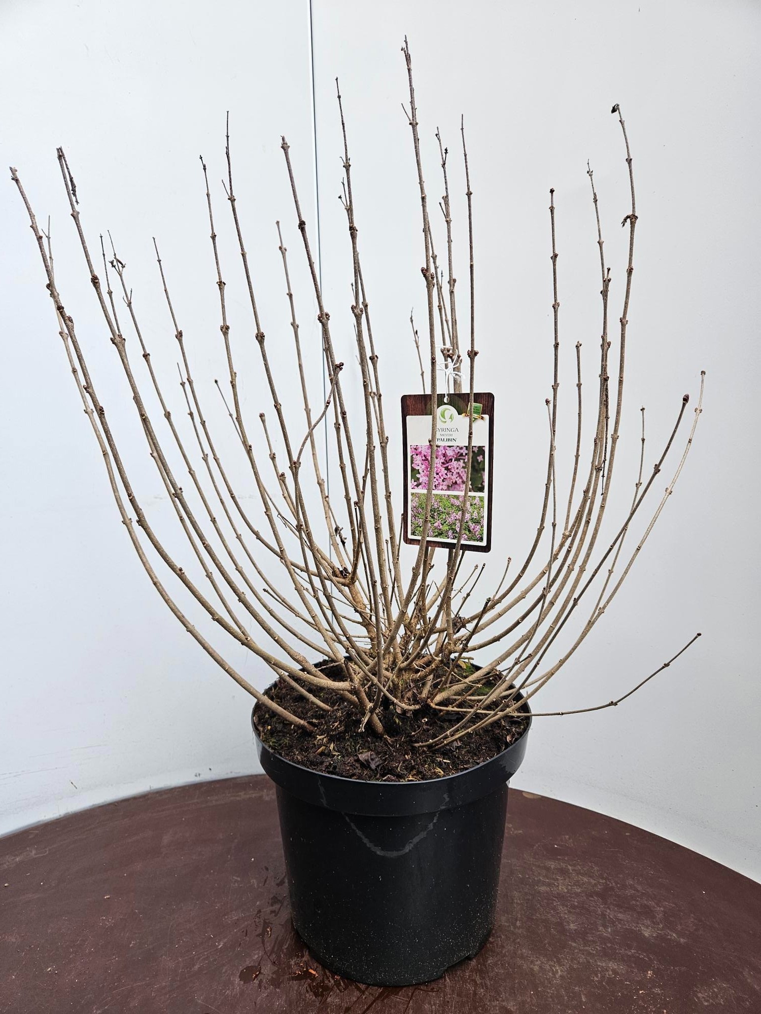 Syringa m Palibin 50/60C10, D 29