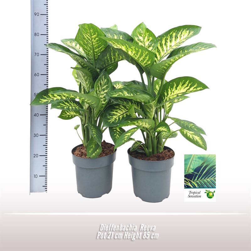 Dieffenbachia Reeva, D 21