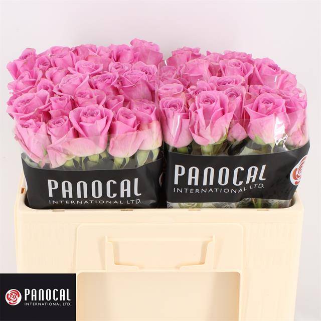 Роза од. Шарлиз! 50, шт.