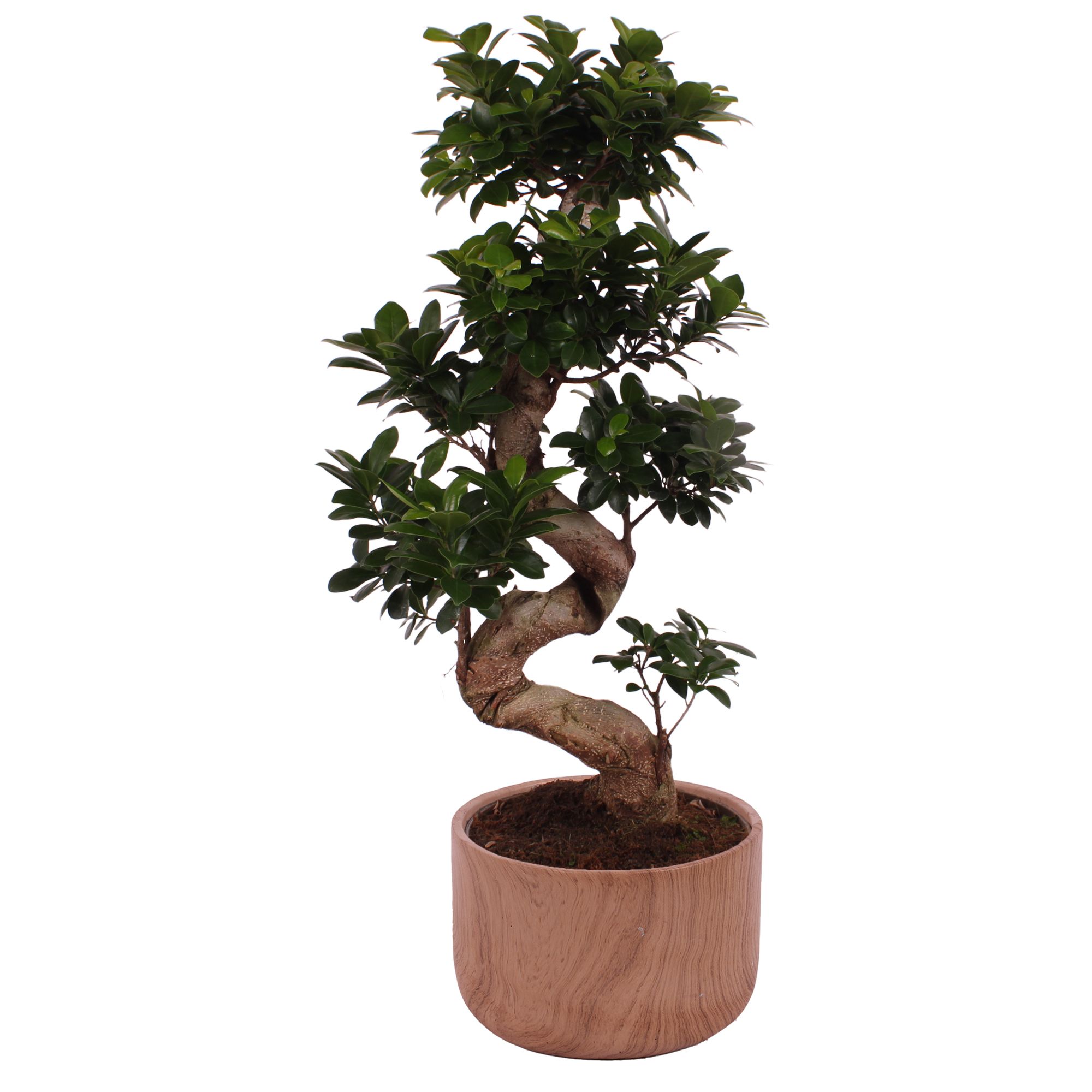 Ficus. Ginseng S-Shape Ø24cm in Ø26cm Ceramic NT565, D 26