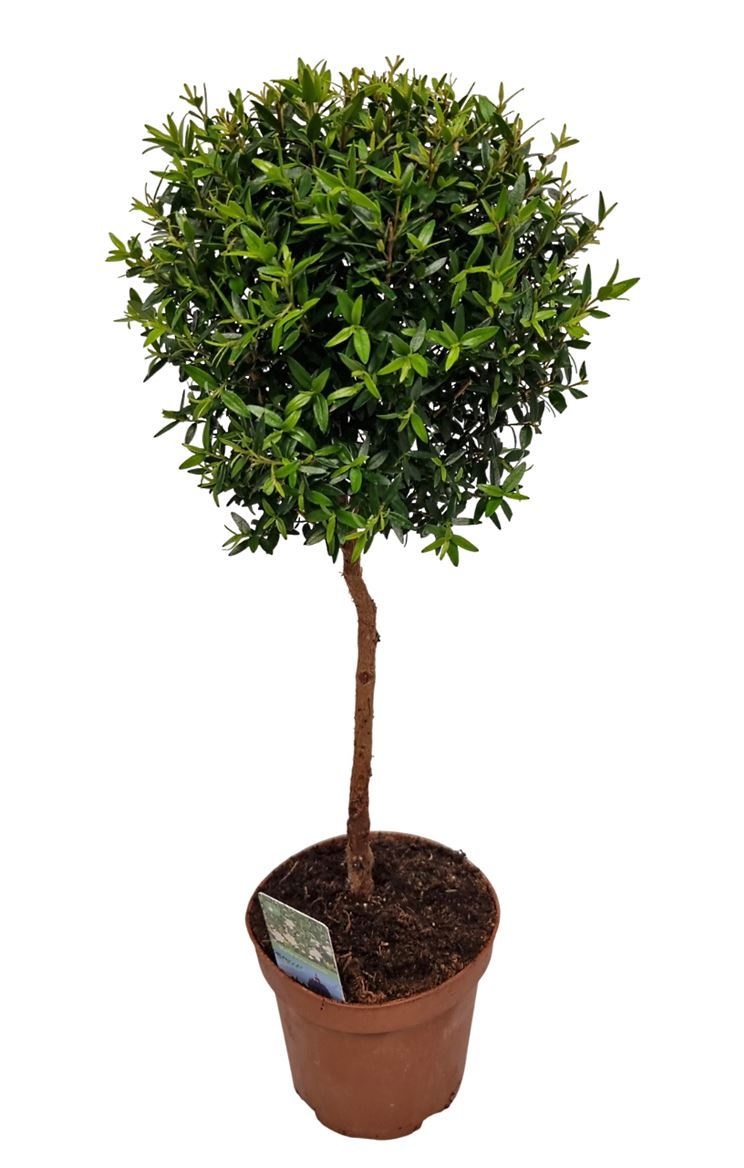 Myrtus Communis Stem High *, D 12