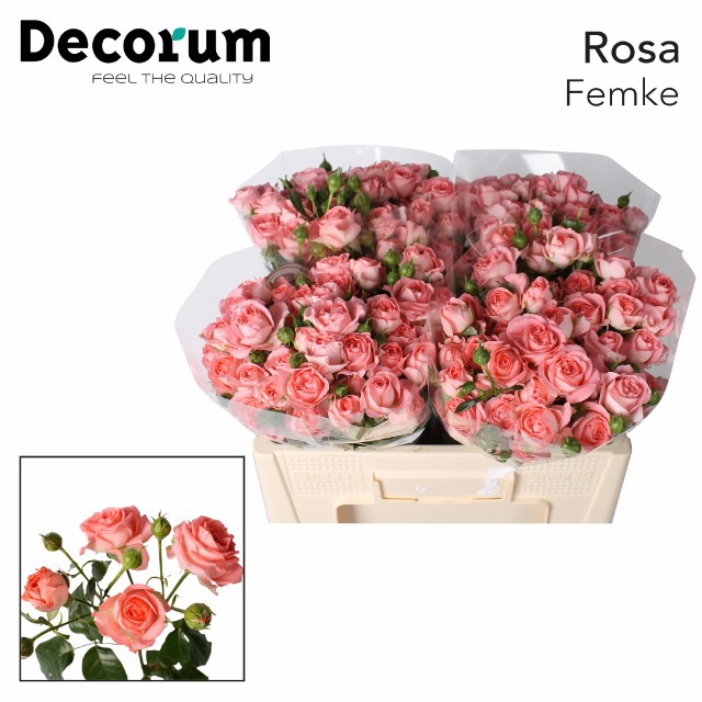 Роза куст. Фемке 50, шт.