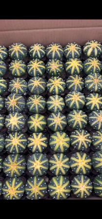 Аглаонема Сапфир 12 28