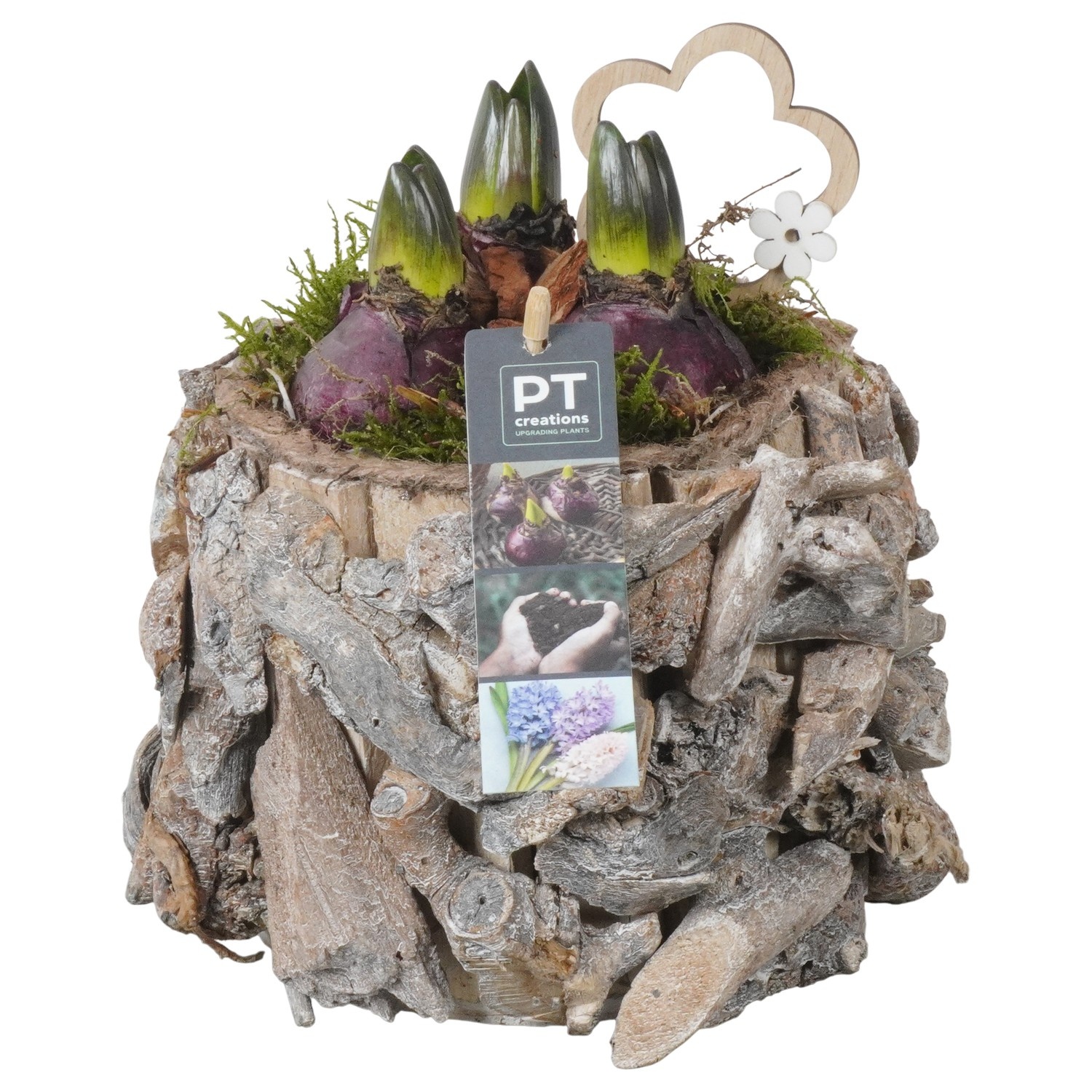PTHC9184 Arrangement Hyacints in hout pot, D 14