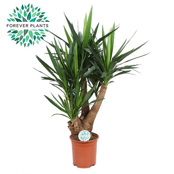 Yucca Vertakt 3/4 armen p27, D 27