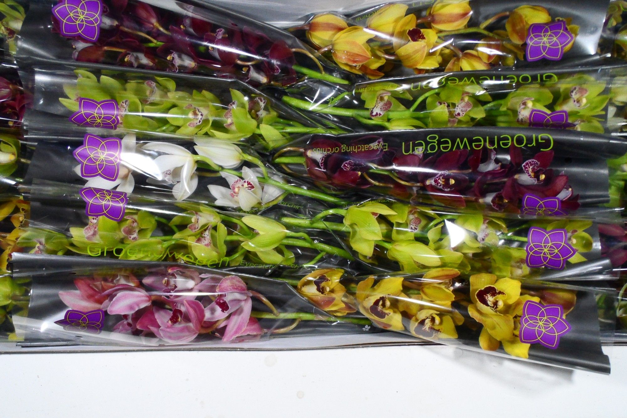 Цимбидиум мини Микс x10 60, шт.