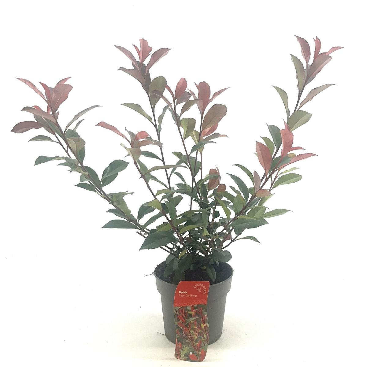 Photinia fraseri Carré Rouge, D 17