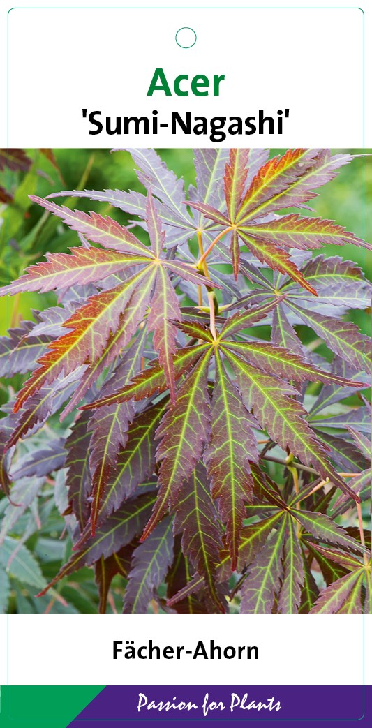 Acer palm. 'Sumi-nagashi' 40-60C3, D 19 cm