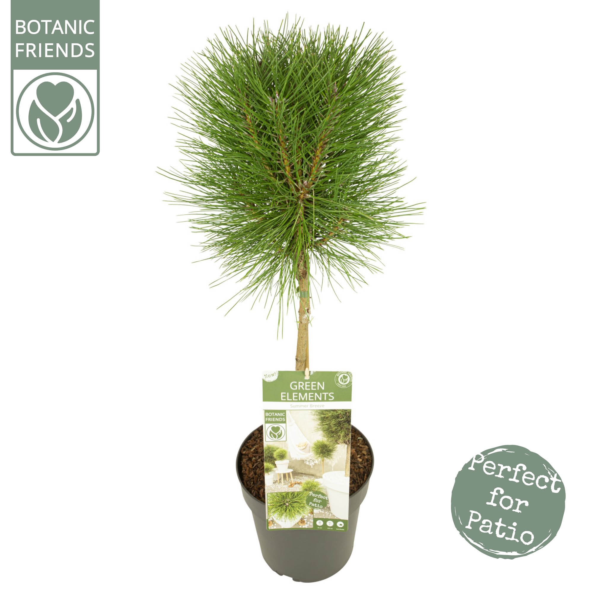 Pinus nigra 'Summer Breeze' ®, D 24