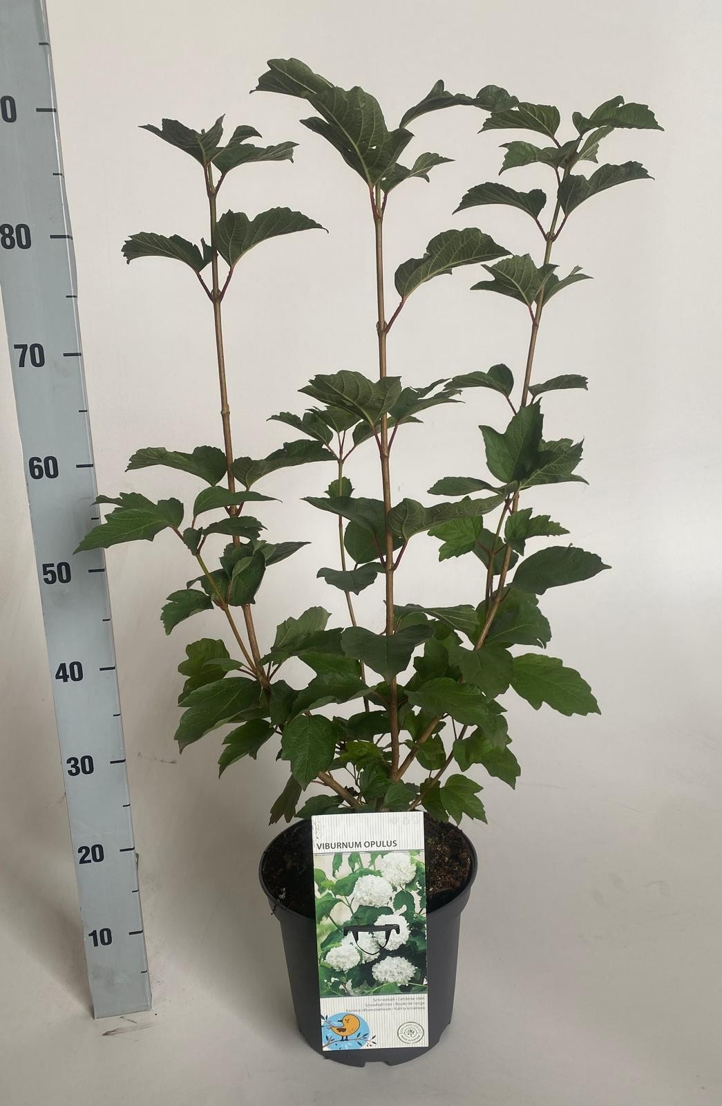 Viburnum opulus, D 23