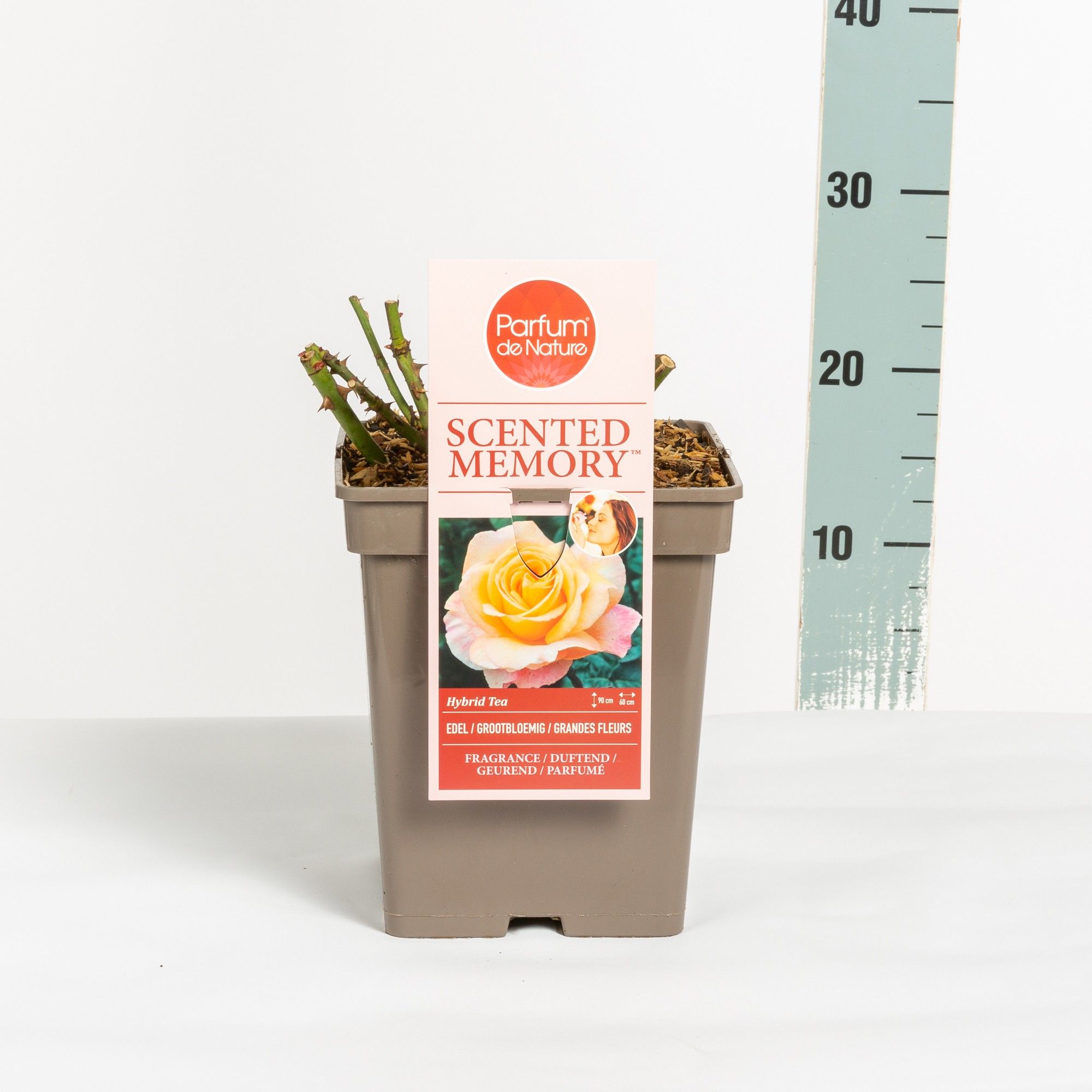 Rosa Scented Memory ® 'Parfum de Nature', C5, D 23 cm