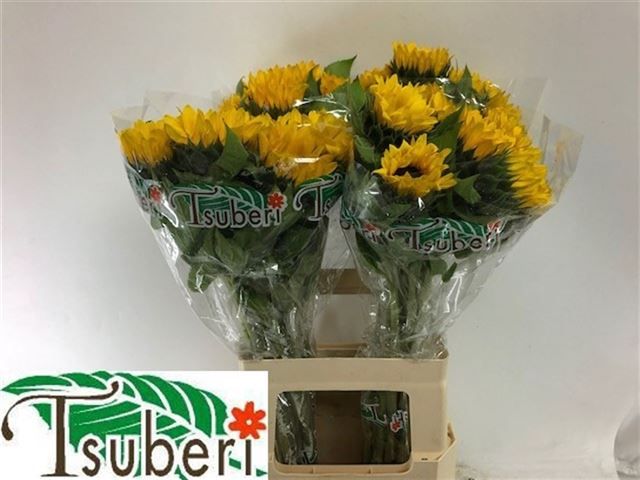 Гелиантус Оранж Фае 65, шт. Гелиантус Оранж Фае 65, шт.