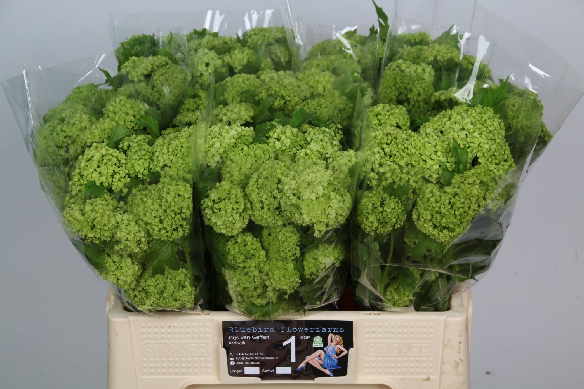 Вибурнум Розеум 55 (зел.), шт.