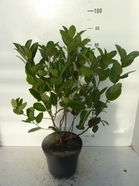 Aronia prunifolia Viking, D 27