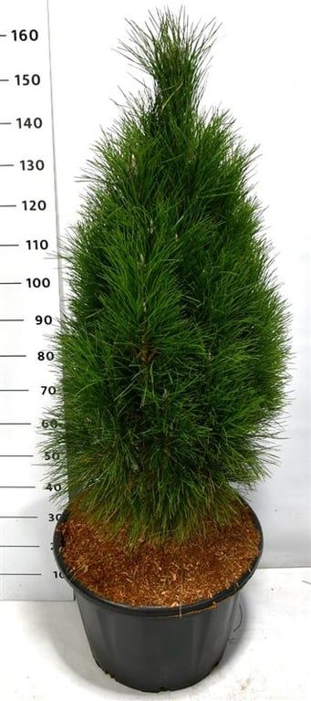 Pinus nigra 'Green Tower', D 54