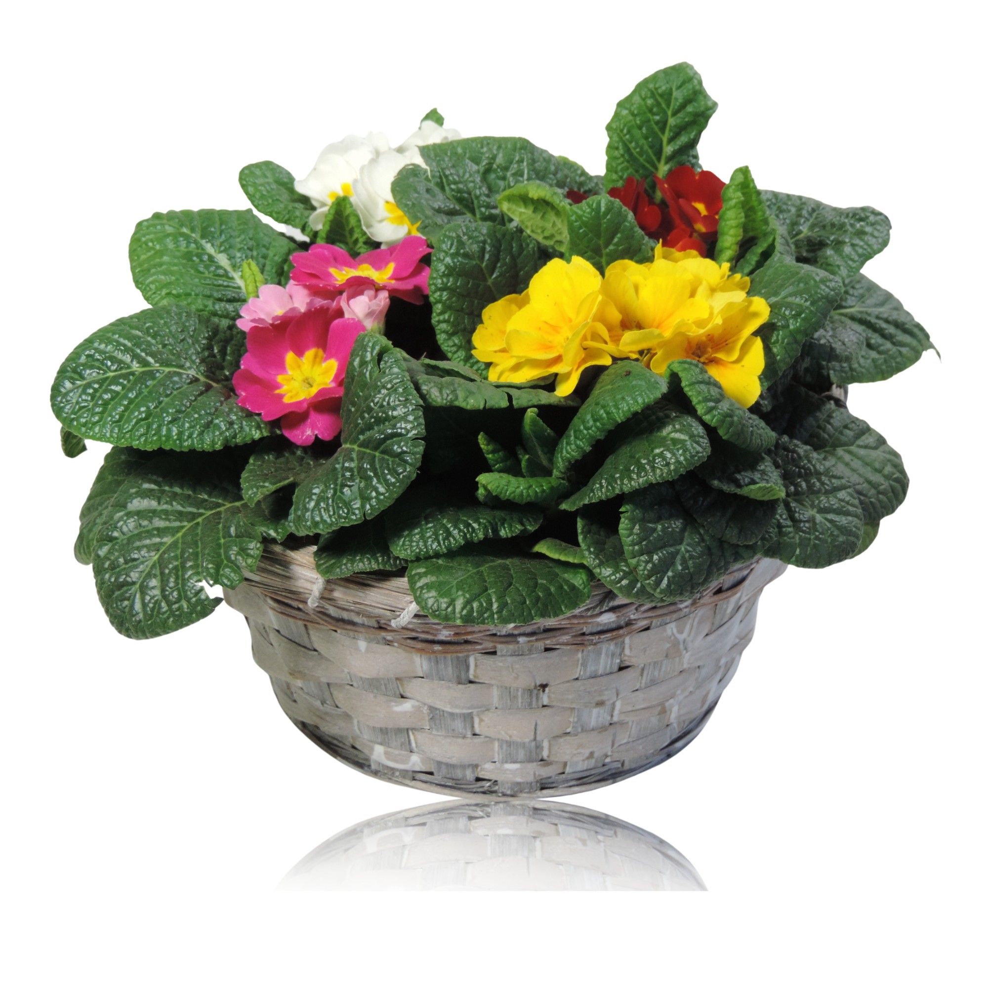 Collectie Jakarta Primula Acaulis Carnaval Mand 20 cm, D 20