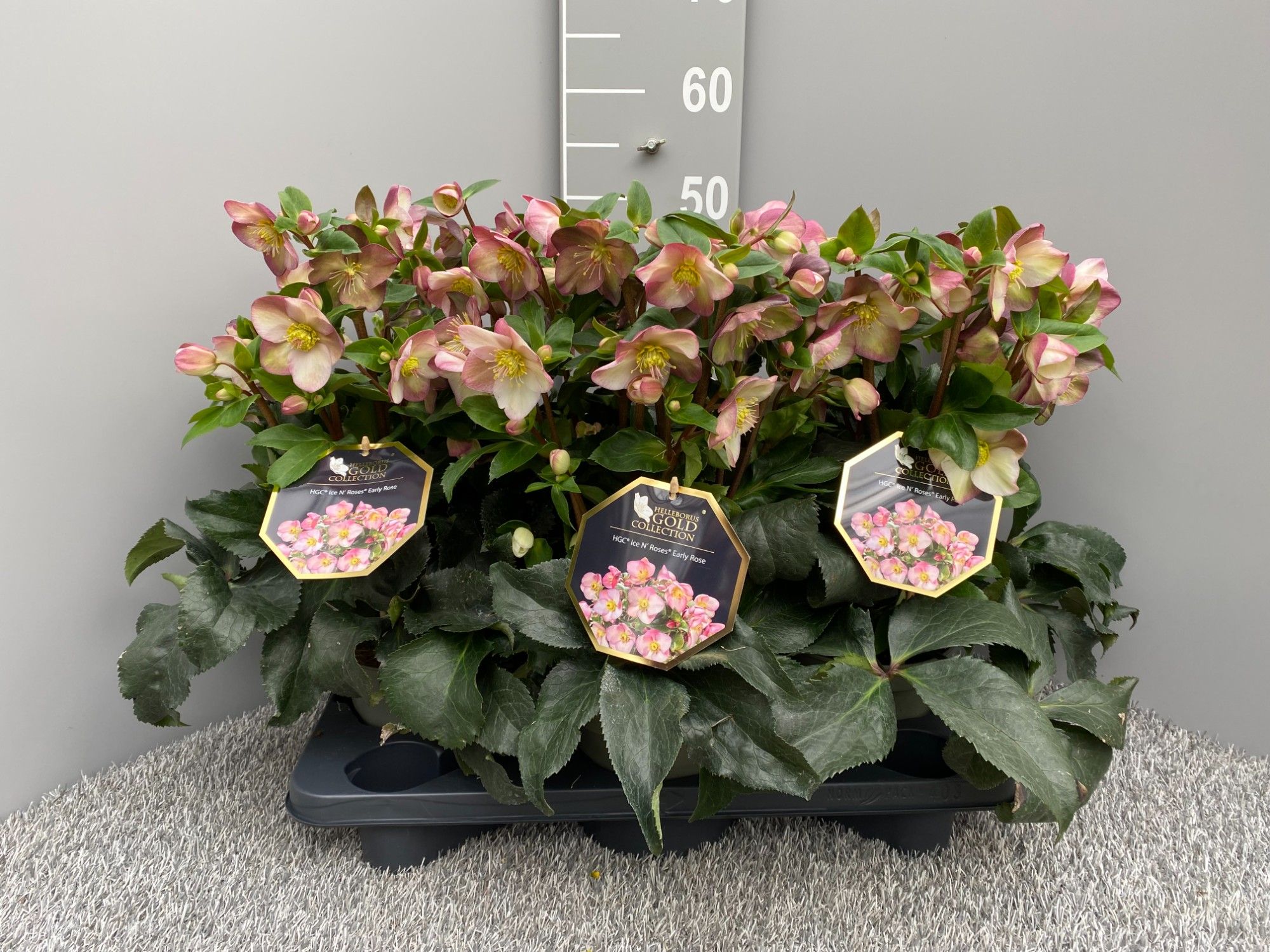 HGC® Ice N' Roses® Early Rose, D 17 cm