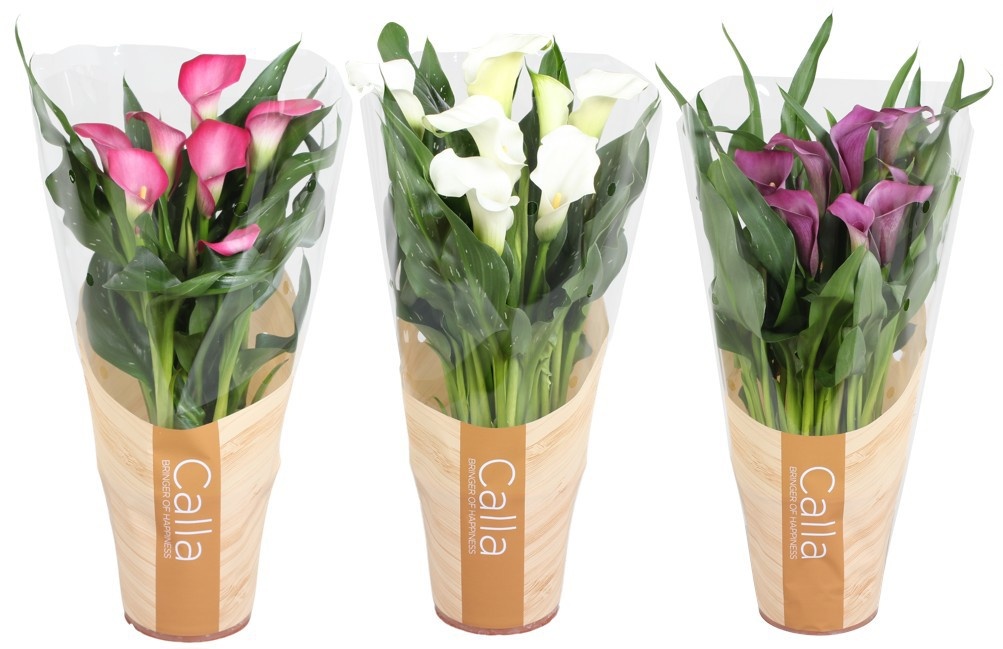 Zantedeschia gemengd Calla Valentijn mix in bedrukte hoes, D 12
