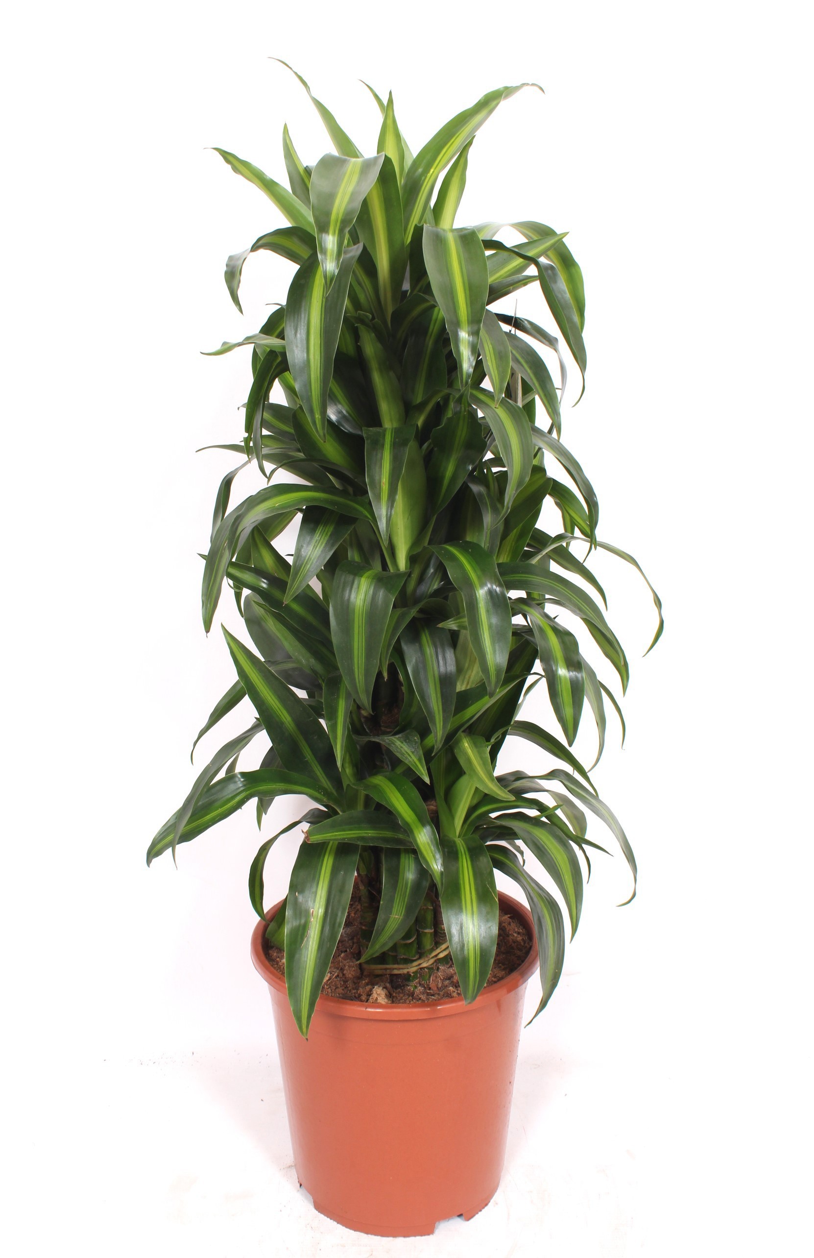 Dracaena Hawaiian Sunshine, D 27