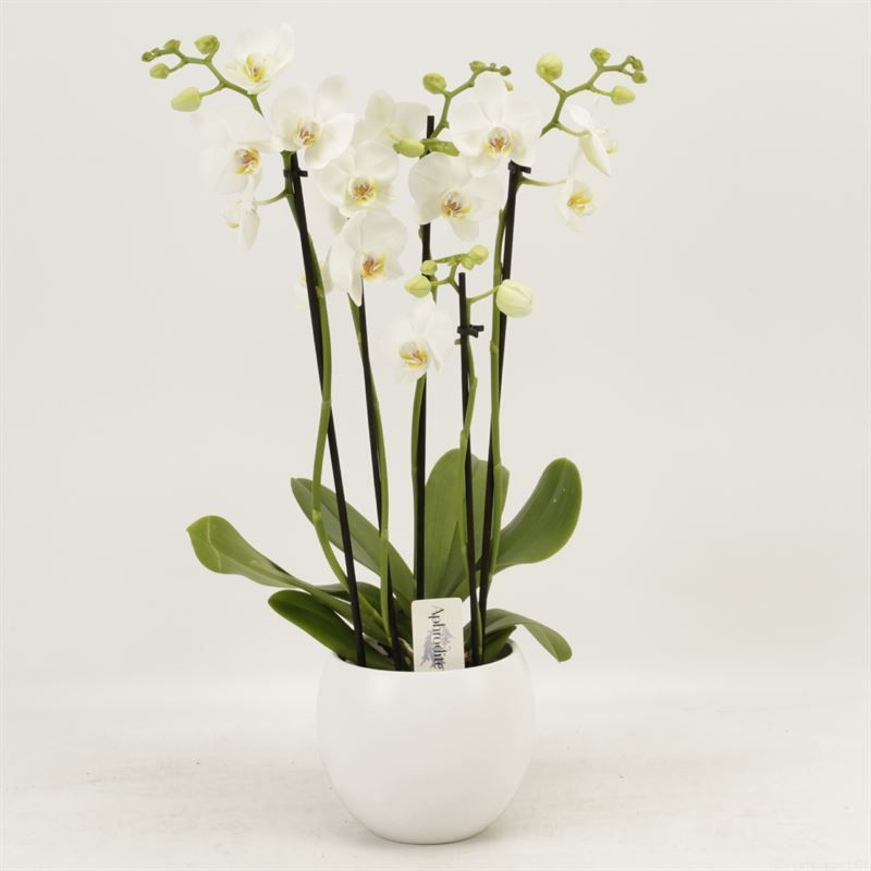 Phalaenopsis overig wit 5 tak wit in witte bolpot Lisa keramiek, D 12