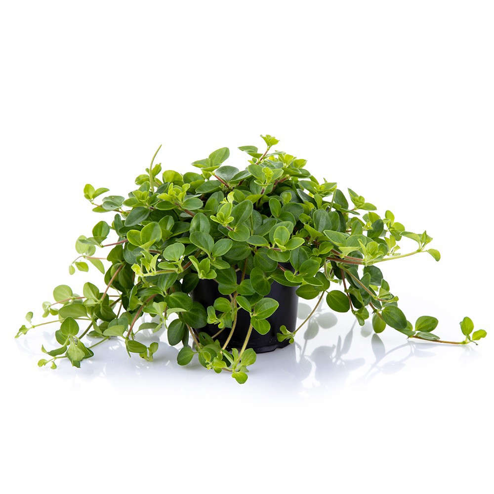 PEPEROMIA ROTUNDIFOLIA, D 11 cm PEPEROMIA ROTUNDIFOLIA, D 11 cm