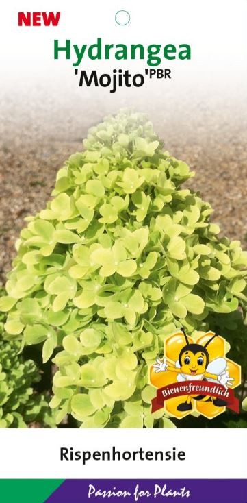 Hydrangea pan. 'Mojito' 50-60C7, D 25 cm