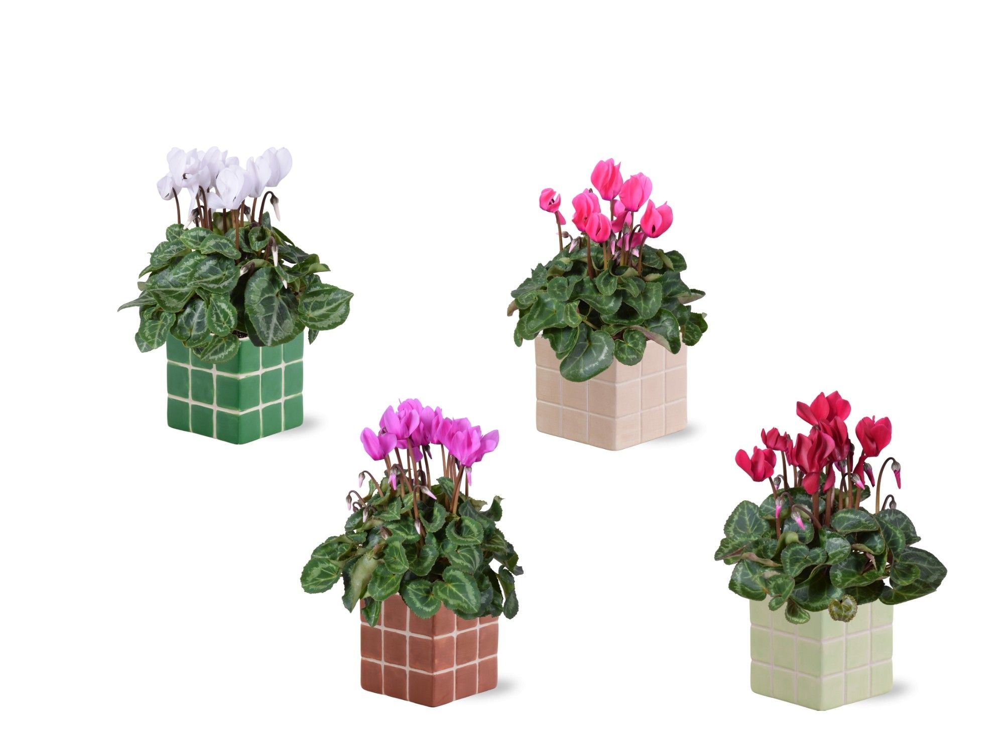 Collectie 'Natural Bubble' - Cylcamen in Pip keramiek, D 12