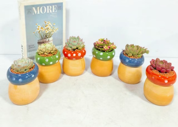 мушрум суккулент 圆瓷盆 12
