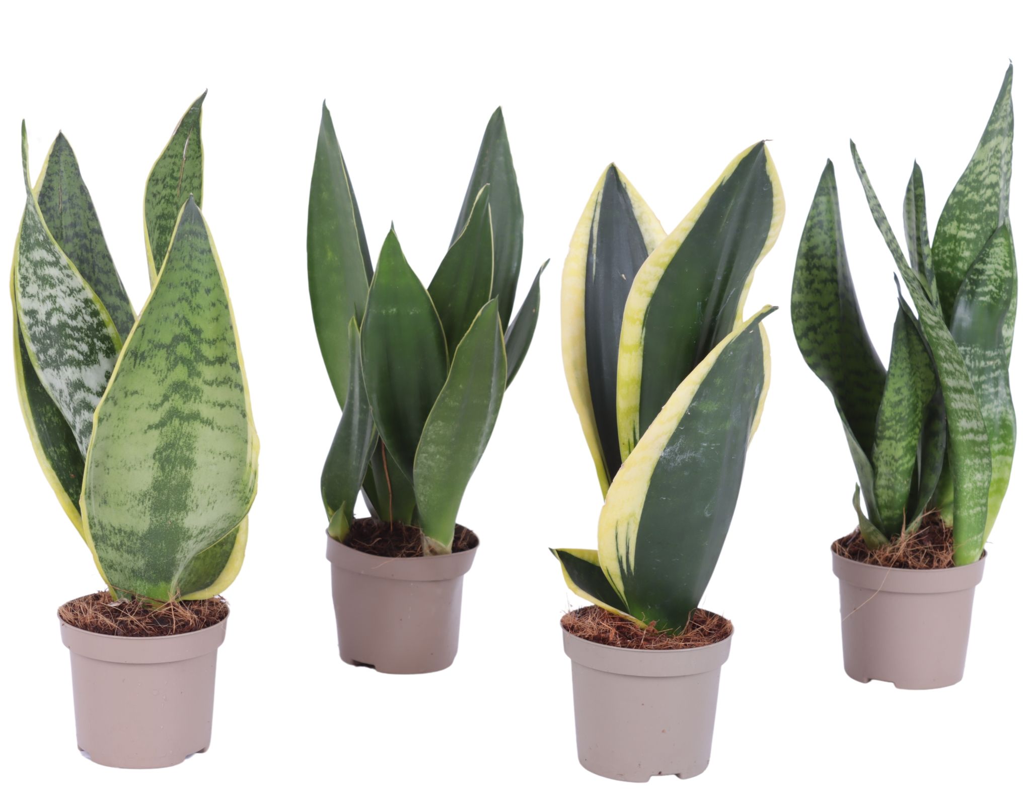 Sansevieria trif. Mix pot ø09cm in Carbon Free pot, D 9 cm Sansevieria trif. Mix pot ø09cm in Carbon Free pot, D 9 cm