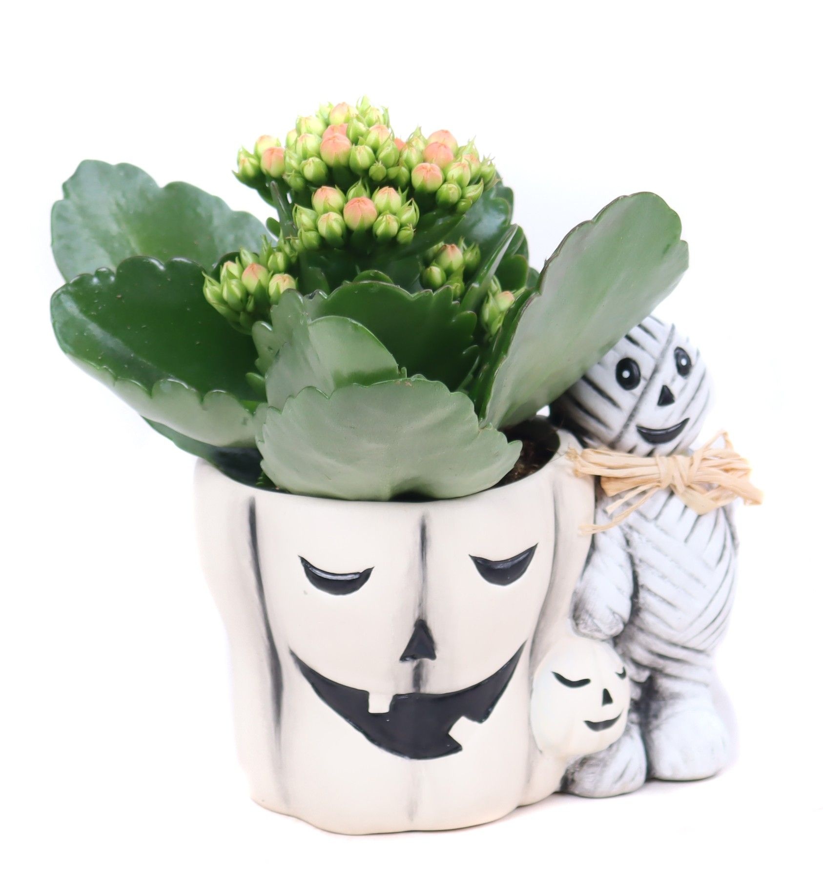 Kalanchoe oranje 6 cm in Mummie planter, D 12 cm Kalanchoe oranje 6 cm in Mummie planter, D 12 cm
