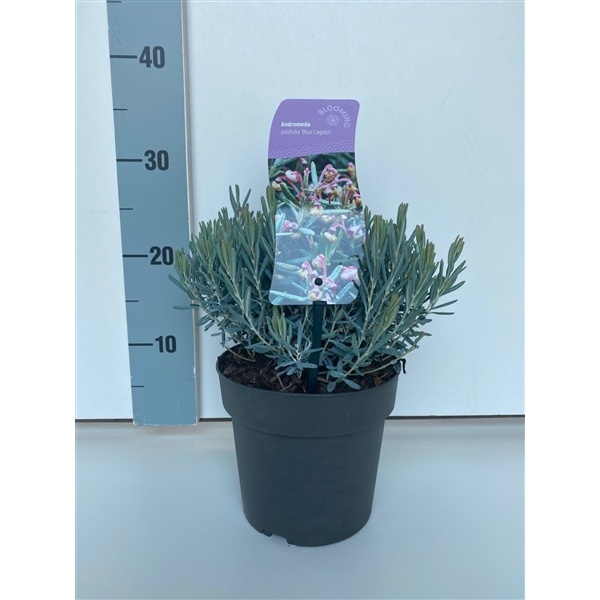 Andromeda polifolia 'Blue Lagoon', D 17